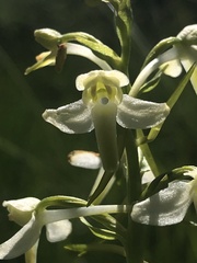 Platanthera muelleri
