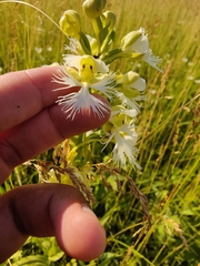 Platanthera praeclara