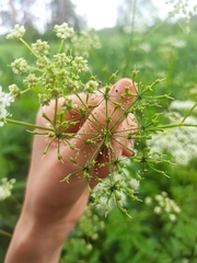 Chaerophyllum aromaticum
