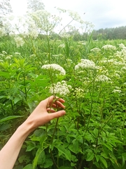 Chaerophyllum aromaticum