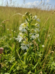 Platanthera praeclara