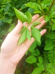 Chaerophyllum aromaticum