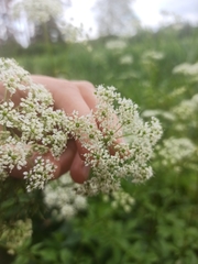 Chaerophyllum aromaticum