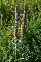 Digitalis parviflora
