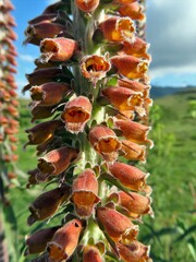 Digitalis parviflora