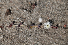 Delosperma subpetiolatum