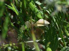 Gandaritis pyraliata