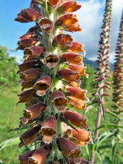 Digitalis parviflora