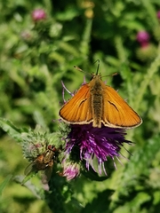 Thymelicus sylvestris