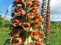 Digitalis parviflora