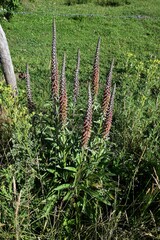 Digitalis parviflora