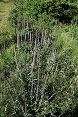 Digitalis parviflora
