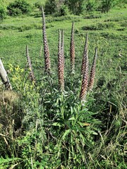 Digitalis parviflora