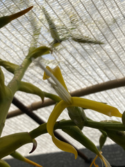 Bromeliaceae