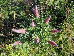 Digitalis parviflora