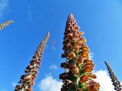 Digitalis parviflora
