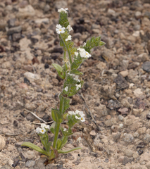 Amsinckiopsis kingii