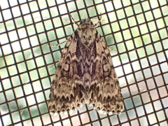 Acronicta fragilis