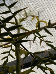 Bromeliaceae