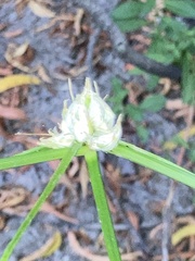 Cyperus pseudovegetus