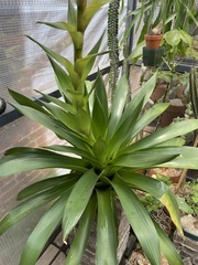 Bromeliaceae