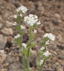 Amsinckiopsis kingii