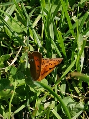Lycaena virgaureae