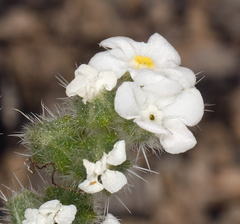 Amsinckiopsis kingii