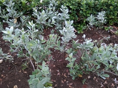 Conocarpus erectus sericeus