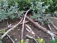 Conocarpus erectus sericeus