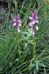 Dactylorhiza elata