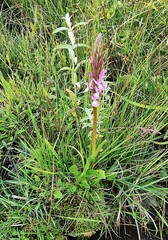 Dactylorhiza elata