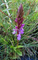 Dactylorhiza elata