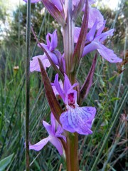 Dactylorhiza elata