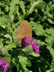 Aphantopus hyperantus