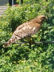Buteo lineatus lineatus