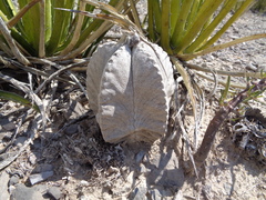 Astrophytum coahuilense