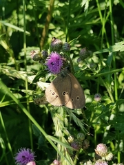 Aphantopus hyperantus