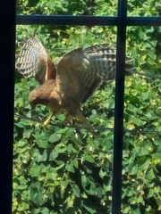 Buteo lineatus lineatus