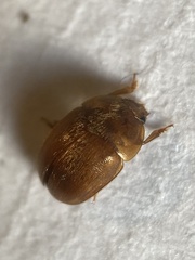 Cychramus luteus