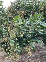 Dimocarpus longan