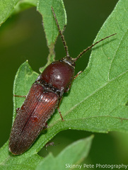 Melanotus clandestinus