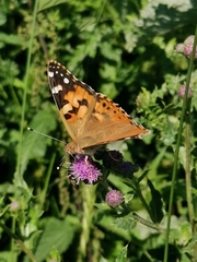 Vanessa cardui