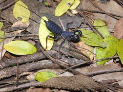 Thelyphonus sepiaris