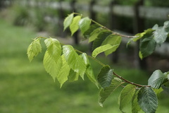 Ulmus americana floridana