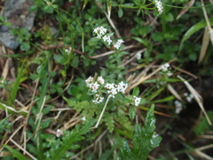 Galium echinocarpum