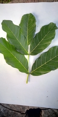 Kigelia africana africana