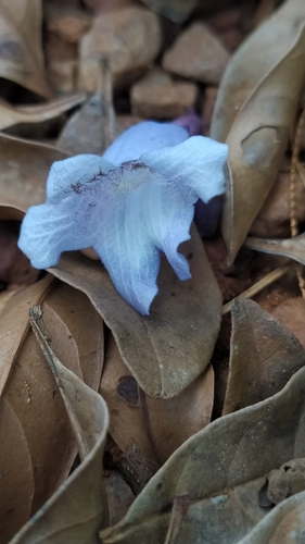 Jacaranda copaia (Jacaranda copaia)