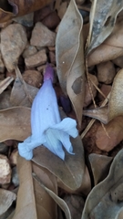 Jacaranda copaia copaia