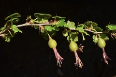 Ribes lobbii
